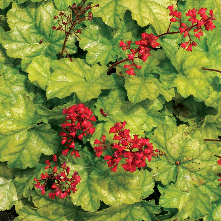 Heuchera Tokyo - Ladybird Nursery