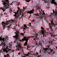 Heuchera Black Taffeta (Heuchera sanguinea) - Ladybird Nursery