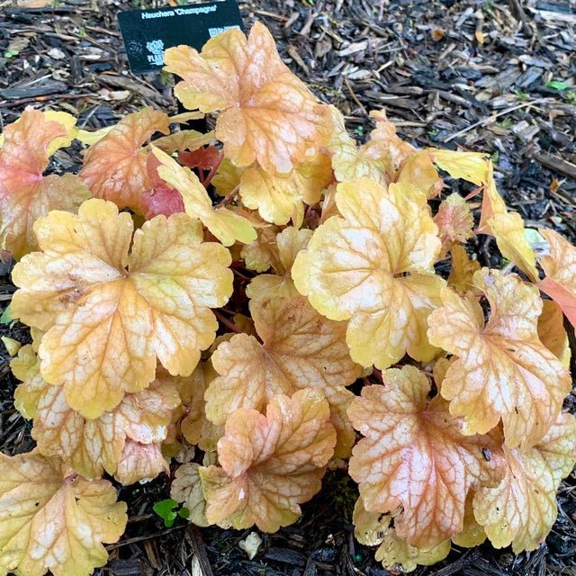 Heuchera Champagne - Ladybird Nursery