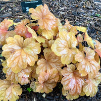 Heuchera Champagne