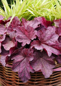Heuchera 'Berry Smoothie' - Ladybird Nursery