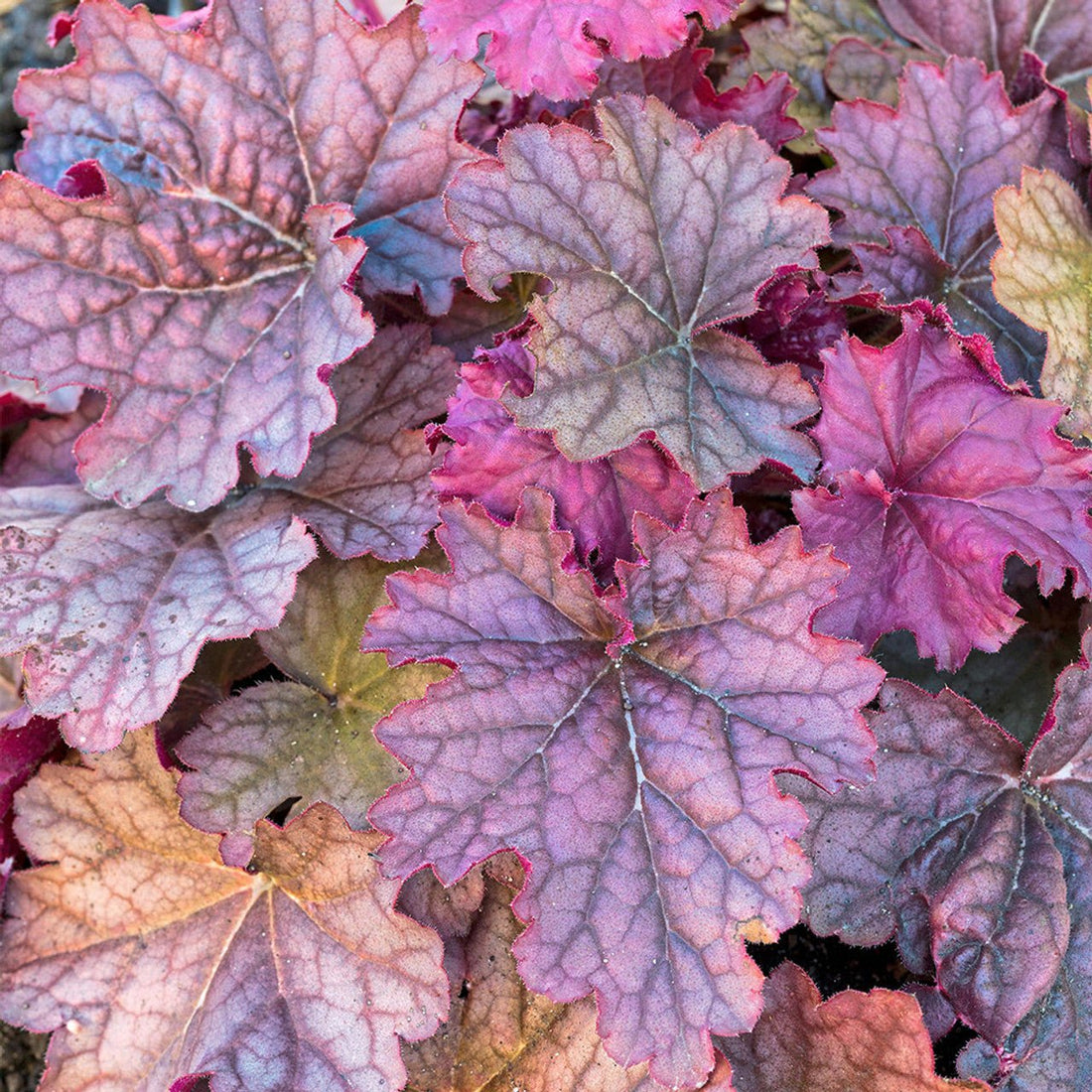 Heuchera 'Berry Smoothie' - Ladybird Nursery