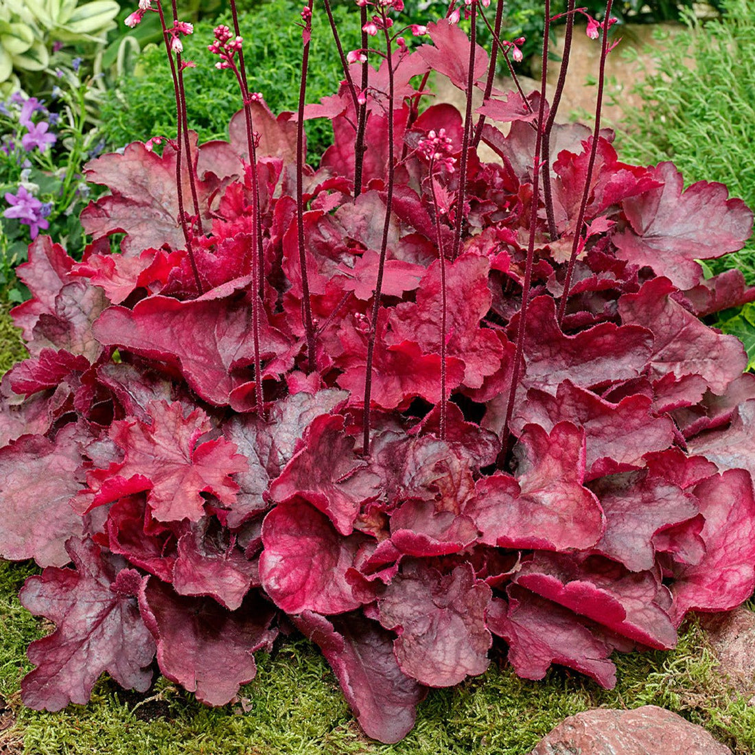 Heuchera Fire Chief - Ladybird Nursery