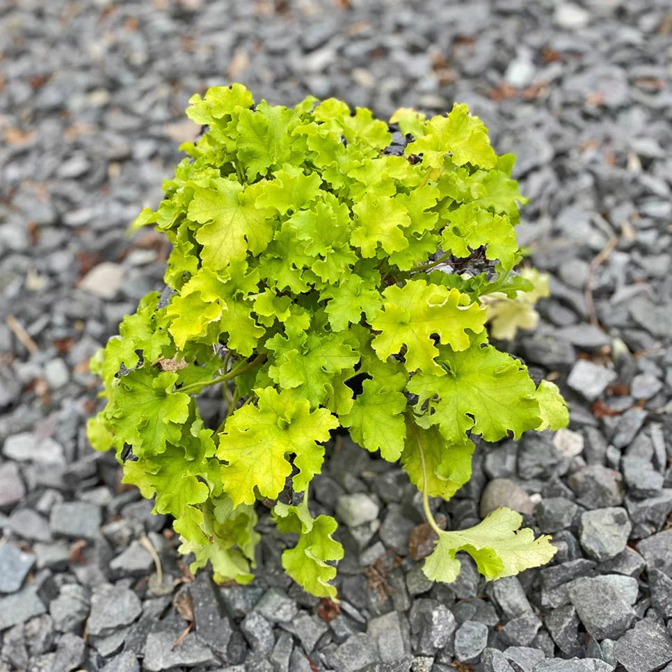 Heuchera 'Lime Marmalade' - Ladybird Nursery