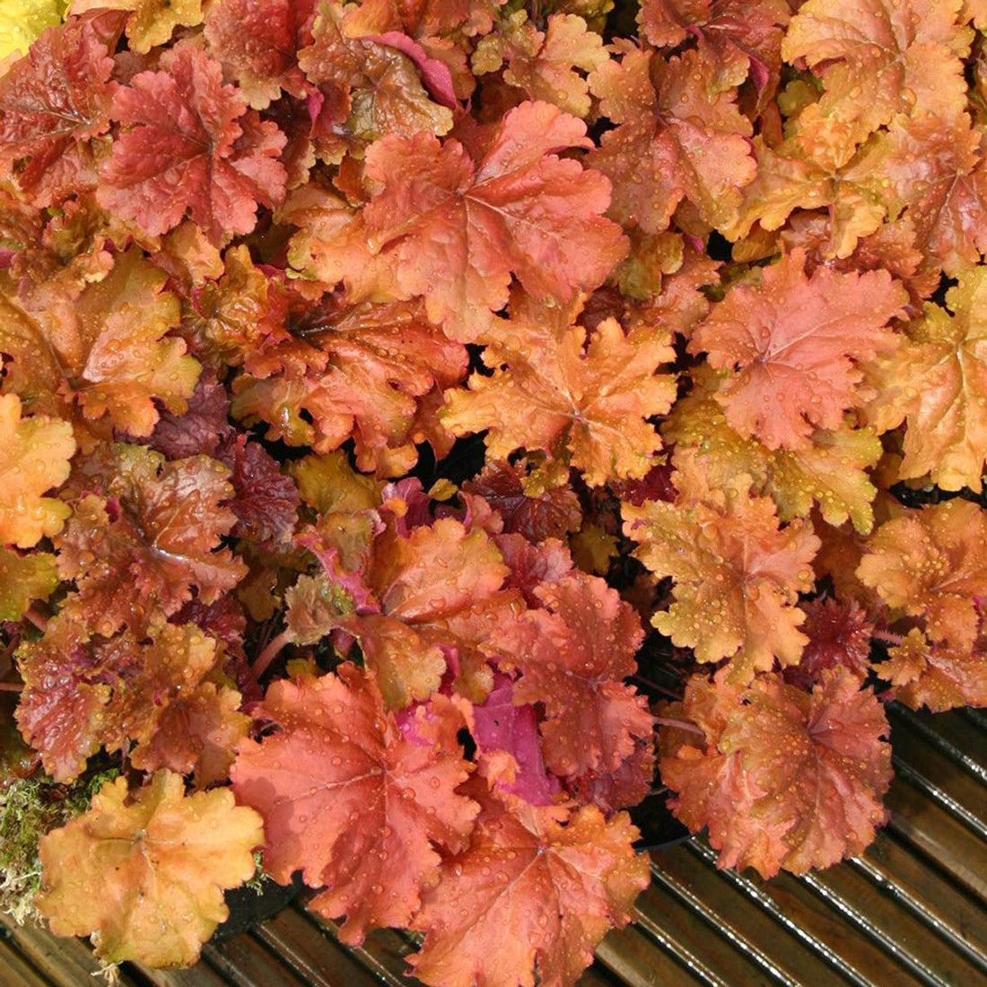 Heuchera Marmalade - Ladybird Nursery
