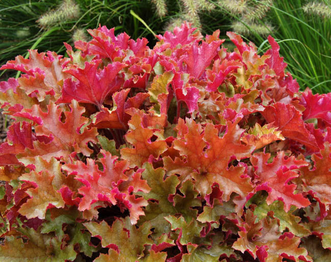 Heuchera Marmalade