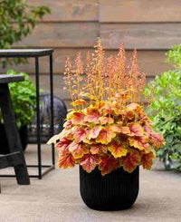 Heuchera 'Marmalade' - Ladybird Nursery