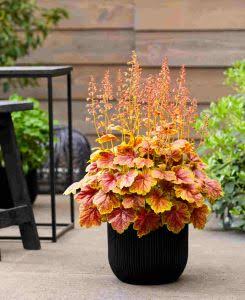 Heuchera 'Marmalade' - Ladybird Nursery