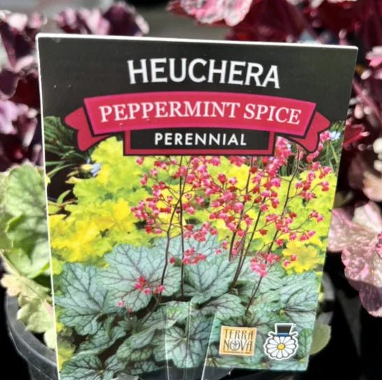 Heuchera 'Peppermint Spice' - Ladybird Nursery
