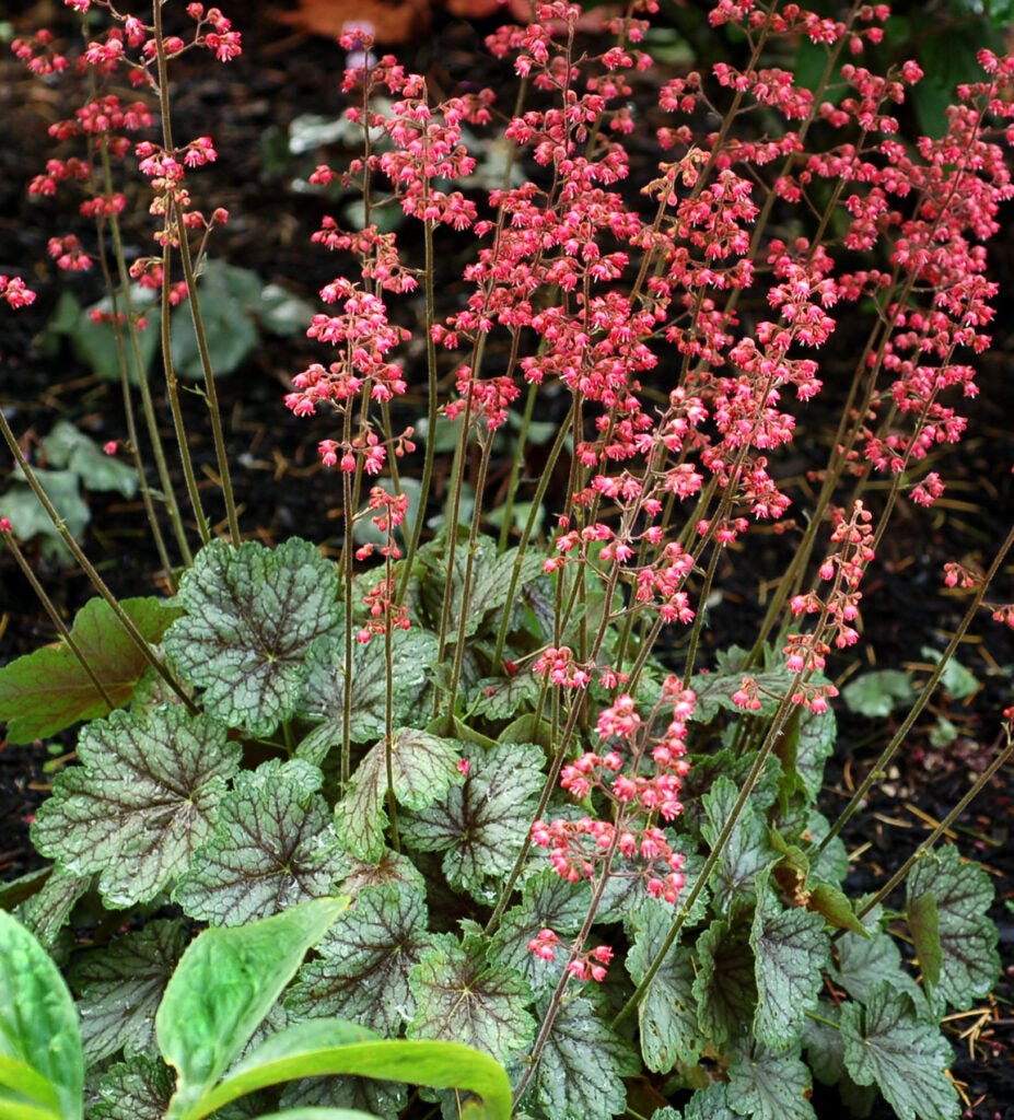 Heuchera 'Peppermint Spice' - Ladybird Nursery