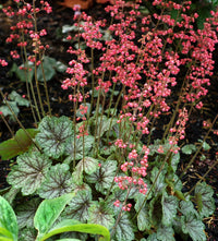 Heuchera 'Peppermint Spice' - Ladybird Nursery