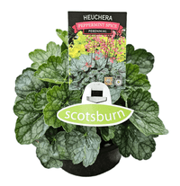 Heuchera 'Peppermint Spice' - Ladybird Nursery