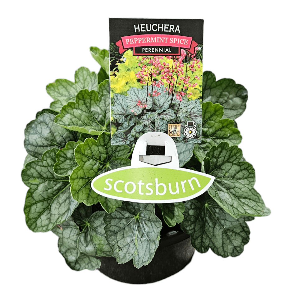 Heuchera 'Peppermint Spice' - Ladybird Nursery