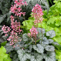 Heuchera 'Peppermint Spice' - Ladybird Nursery