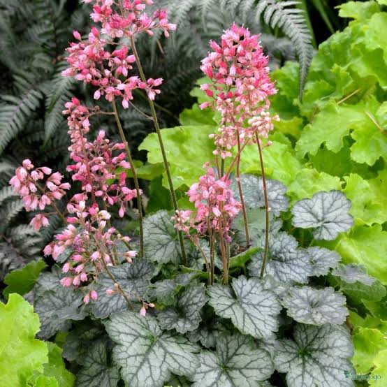 Heuchera 'Peppermint Spice' - Ladybird Nursery