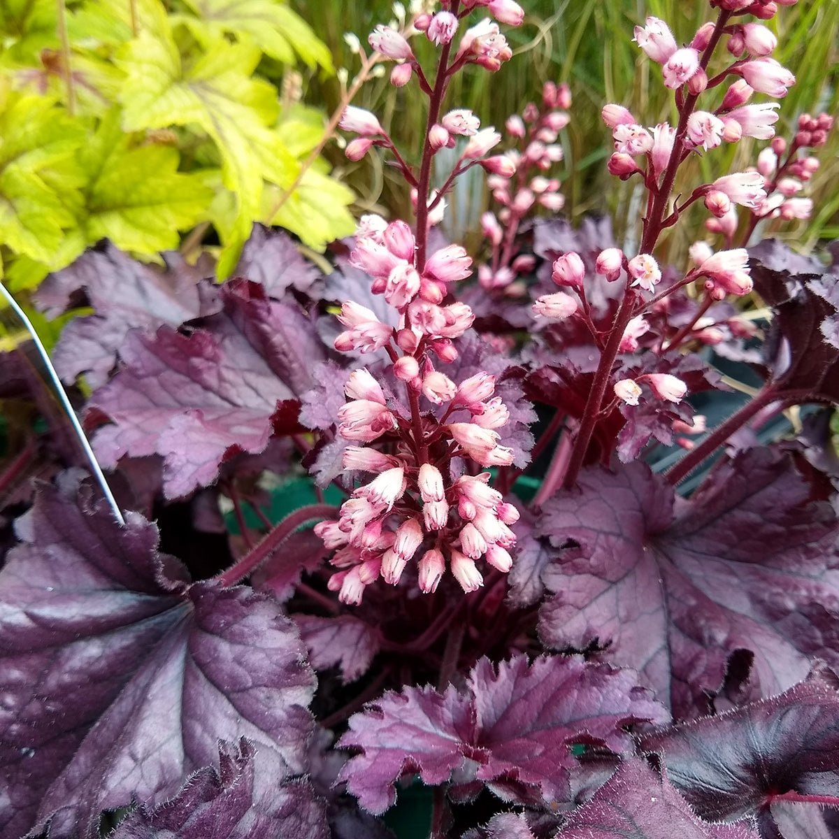 Heuchera Forever Purple - Ladybird Nursery