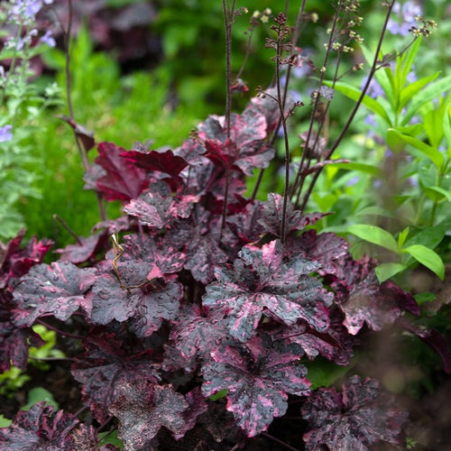 Heuchera Midnight Rose - Ladybird Nursery