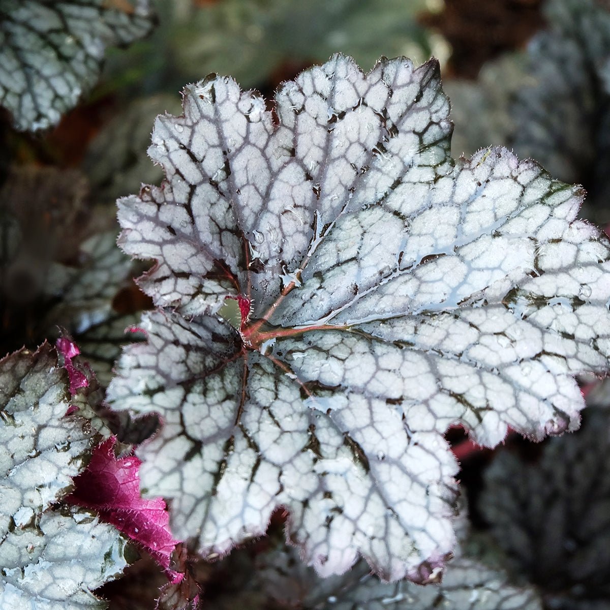 Heuchera 'Sugar Plum' - Ladybird Nursery