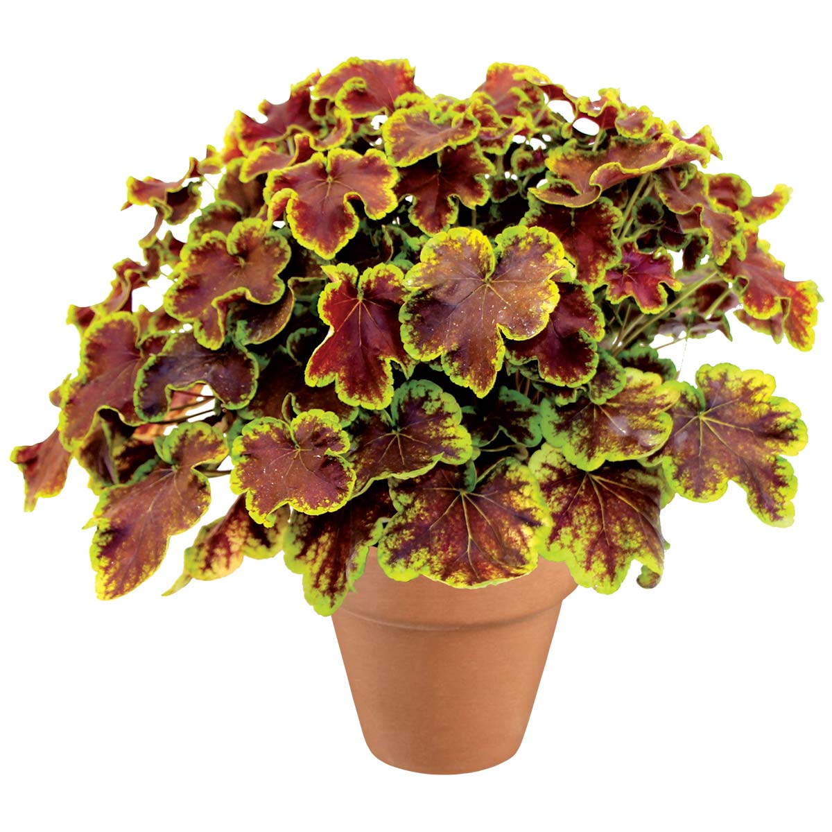Heuchera Solar Eclipse