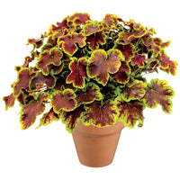 Heuchera Solar Eclipse - Ladybird Nursery