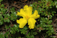 Guinea Flower Little Rocker (Hibberti )