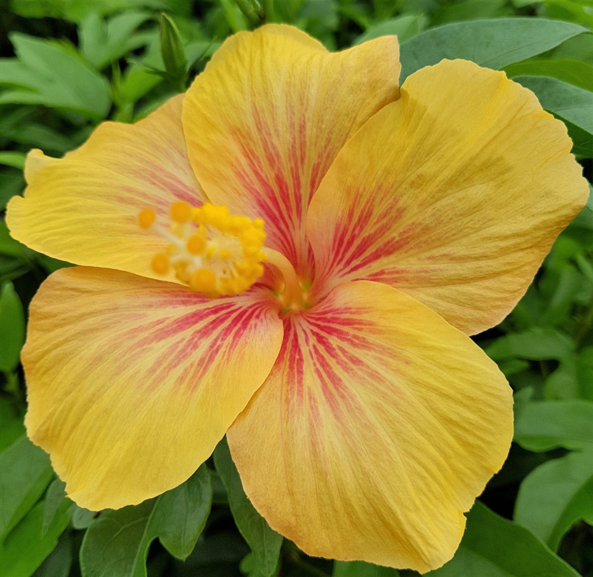 Hibiscus Popsicle - Ladybird Nursery