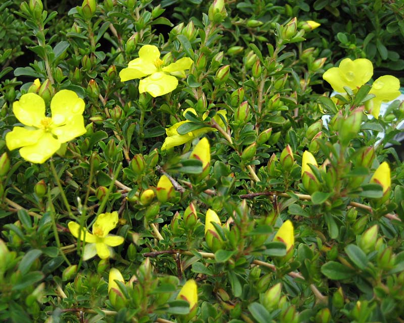 Guinea Flower (Hibbertia obtusifolia) - Ladybird Nursery