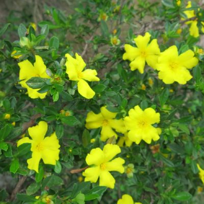Guinea Flower Golden Sunburst (Hibbertia) - Ladybird Nursery