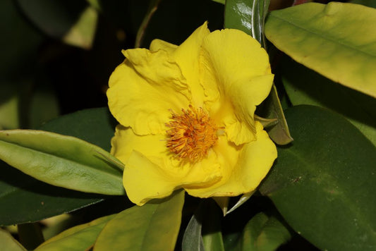 Climbing Guinea Flower (Hibbertia scandens)