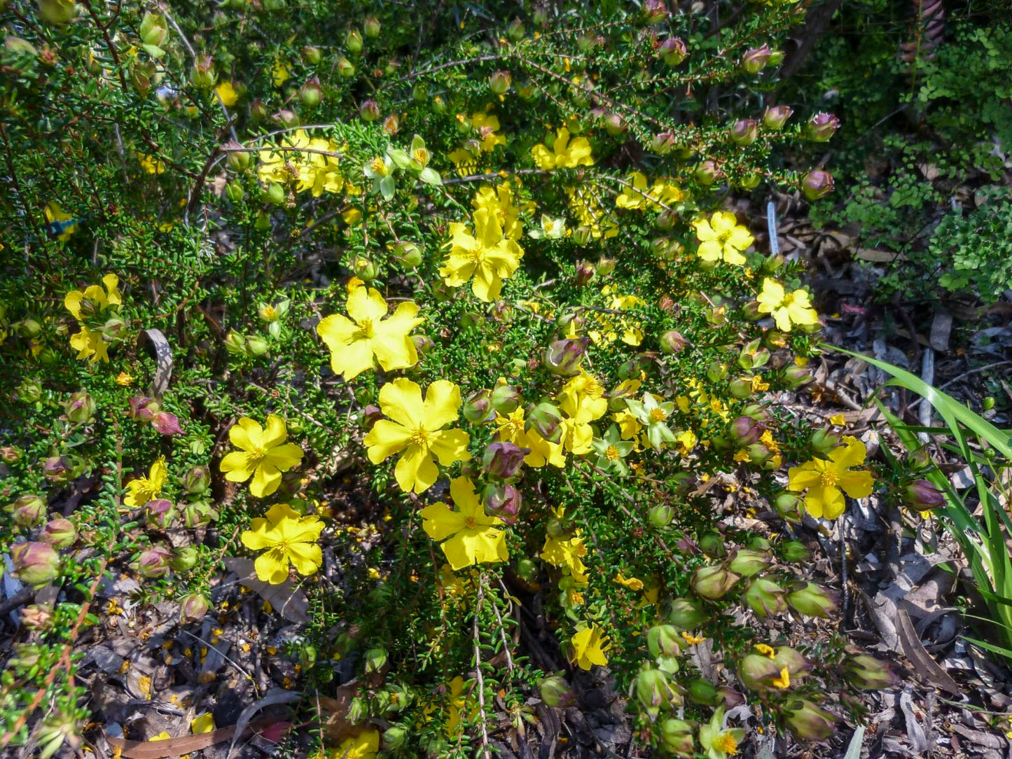 Guinea Flower Little Rocker (Hibberti )