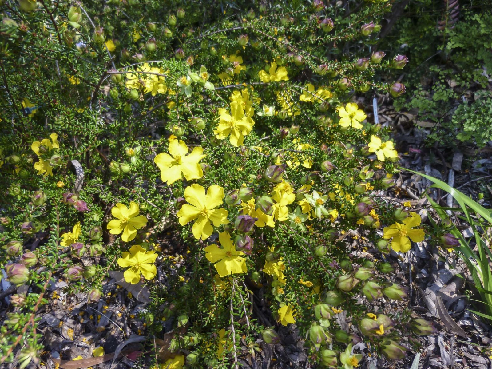Guinea Flower Little Rocker (Hibberti )