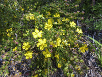 Guinea Flower Little Rocker (Hibberti ) - Ladybird Nursery