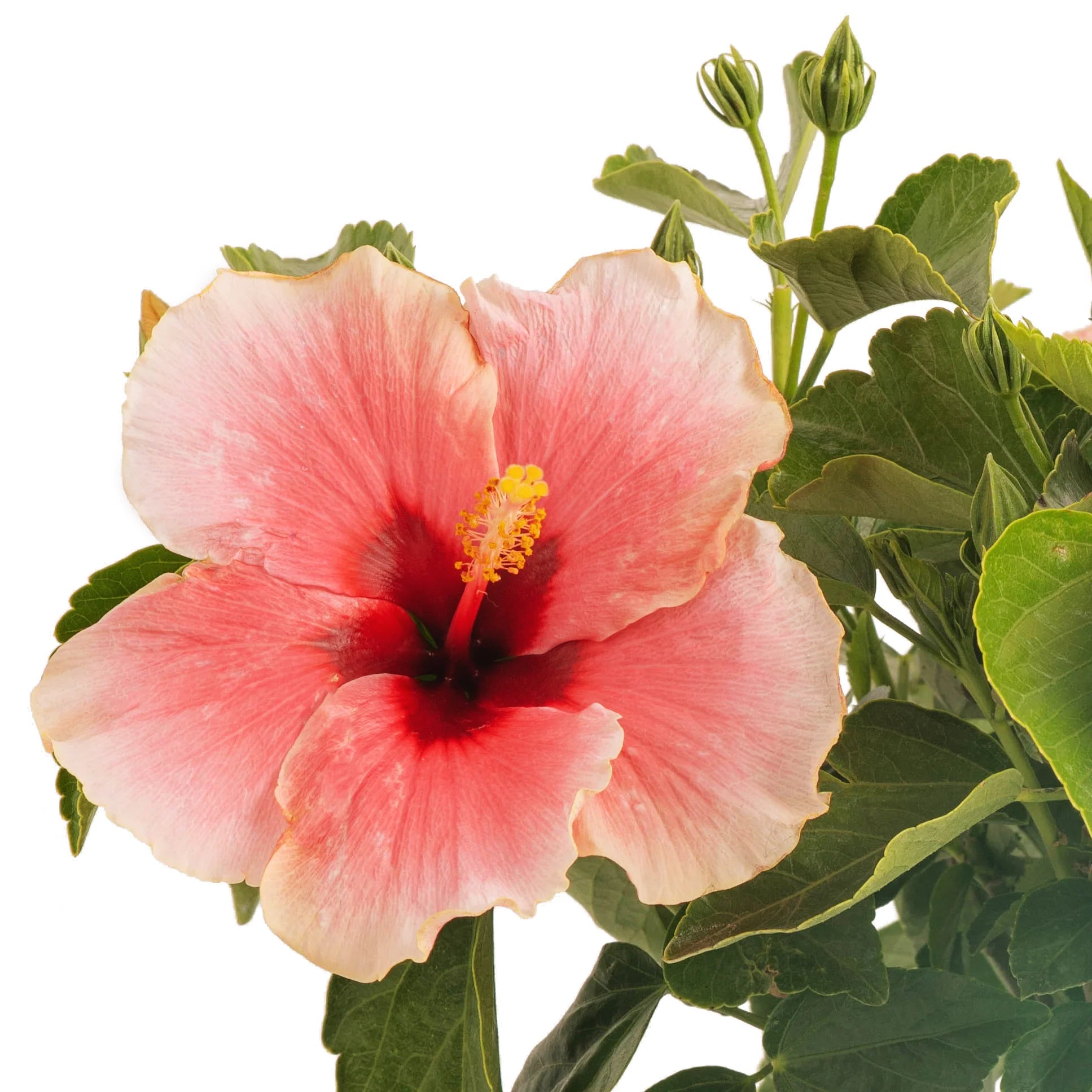 Hibiscus Flamenco™ Graces