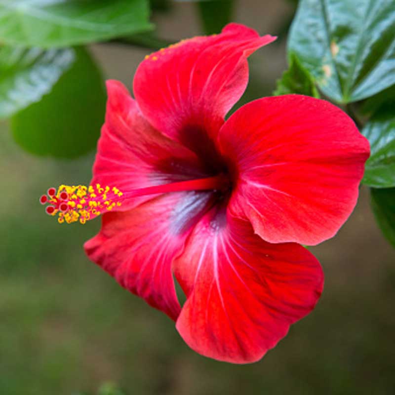 Hibiscus Aloha - Ladybird Nursery