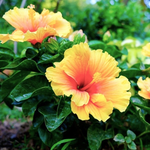 Hibiscus Assorted (Hibiscus spp.)