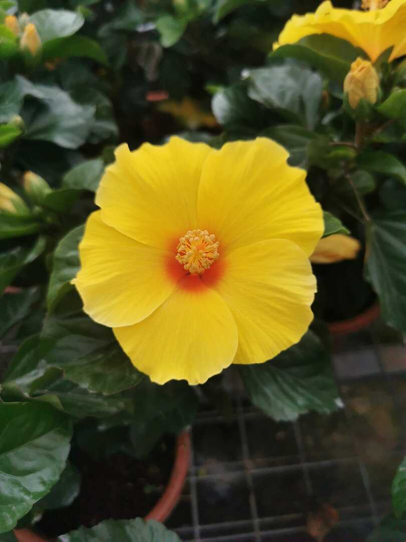 Hibiscus Flamenco™ Adonicus Yellow - Ladybird Nursery