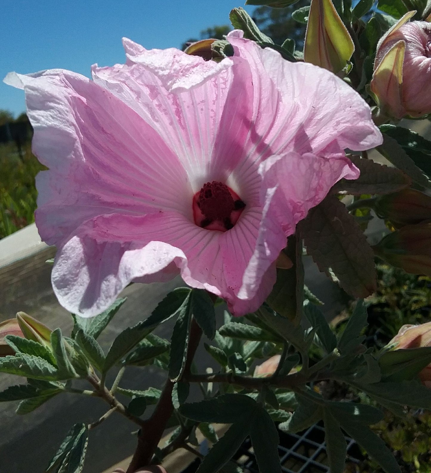 Hibiscus Barambah Creek (Hibiscus sp.)