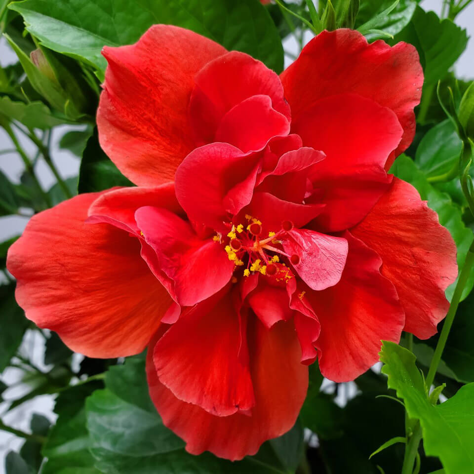 Hibiscus Medusa Red Double