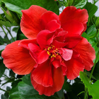 Hibiscus Medusa Red Double