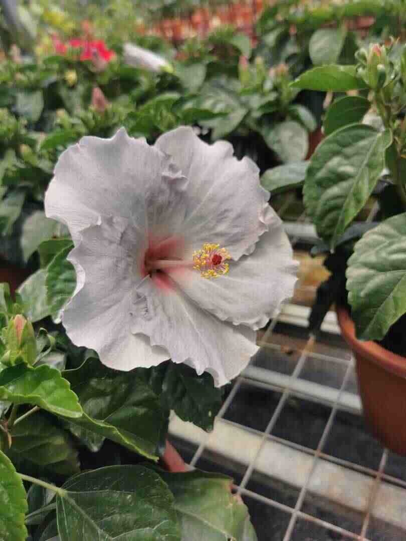 Hibiscus Flamenco™ Cato - Ladybird Nursery