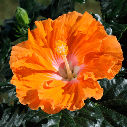 Chinese Hibiscus Fantasy Sunset Ruffle (Hibiscus rosa-sinensis)