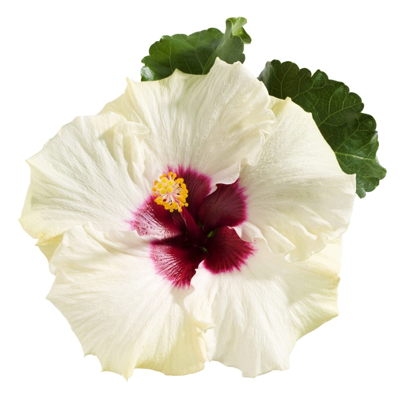 Hibiscus Fantasy White (Hibiscus rosa - sinensis) - Ladybird Nursery