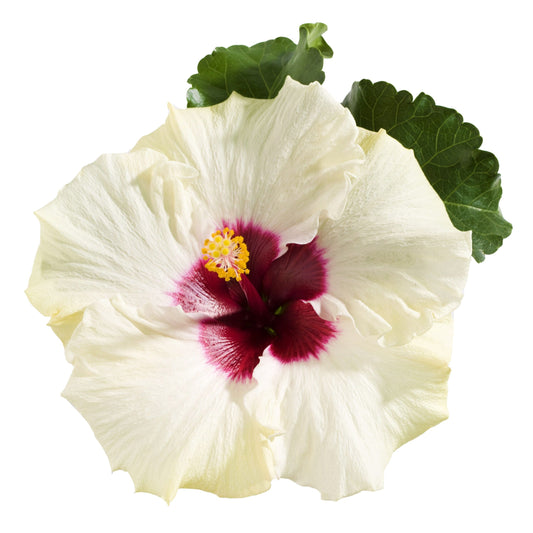 Chinese Hibiscus Fantasy White (Hibiscus rosa-sinensis)