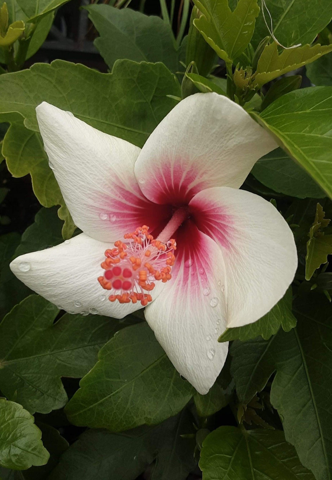 Hibiscus Fijian White (Hibiscus rosa - sinensis) - Ladybird Nursery