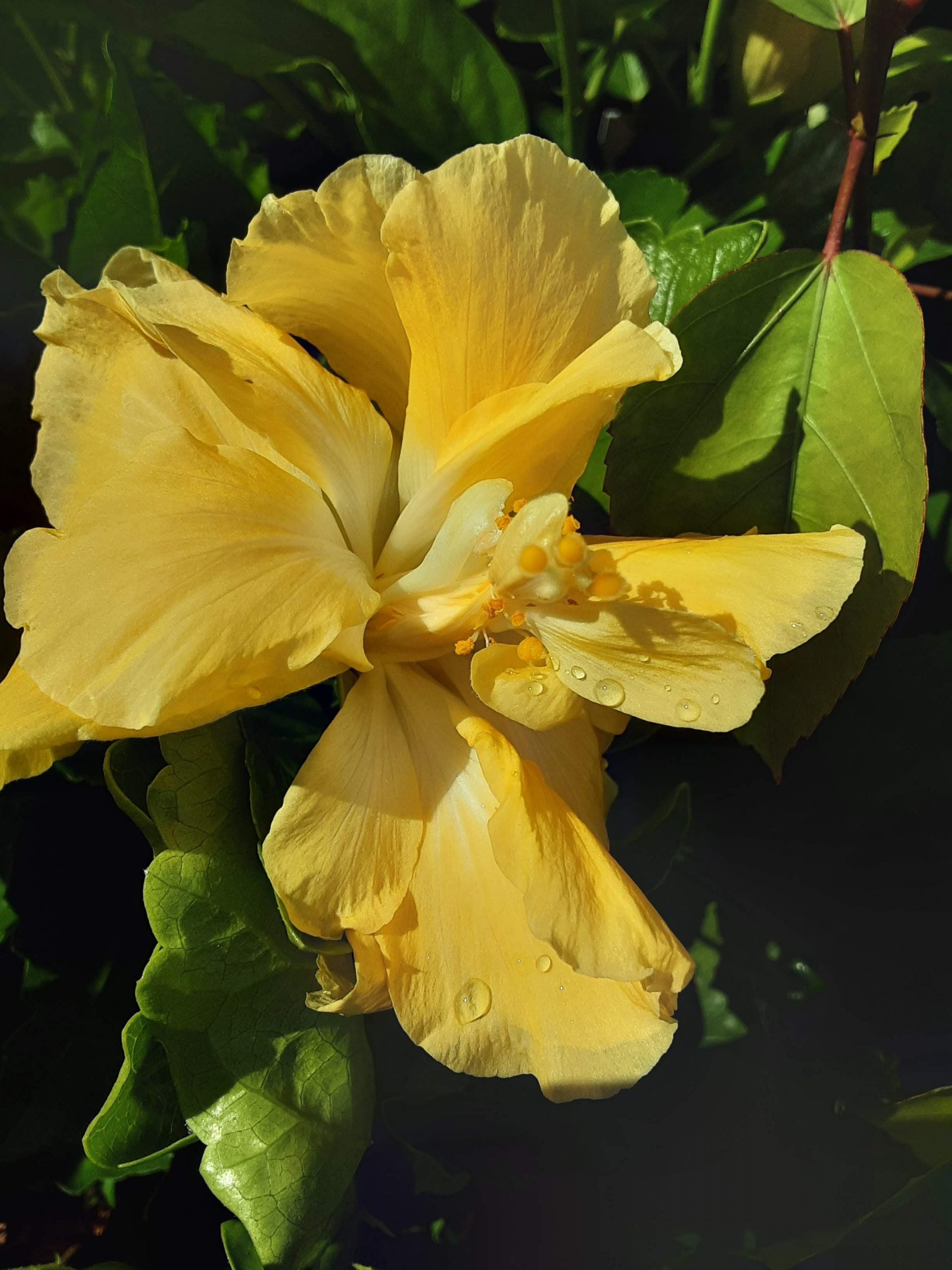 Chinese Hibiscus Full Moon (Hibiscus rosa-sinensis)