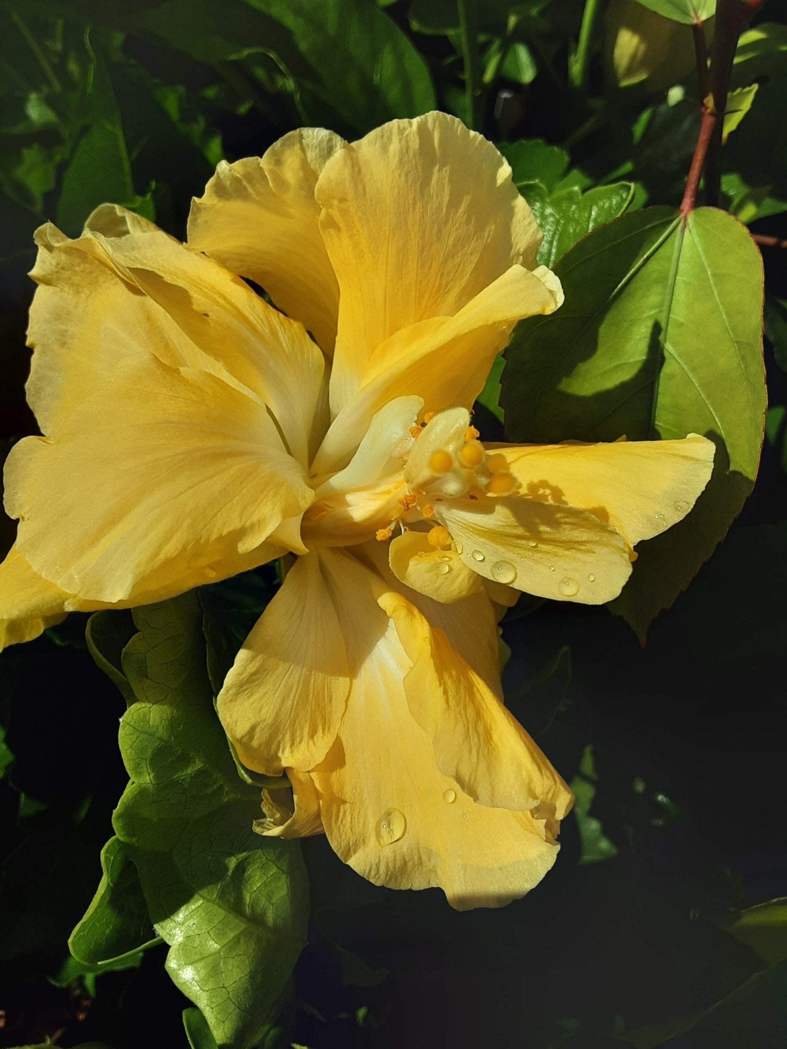 Hibiscus Full Moon (Hibiscus rosa - sinensis) - Ladybird Nursery