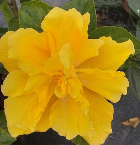 Chinese Hibiscus Full Moon (Hibiscus rosa-sinensis)