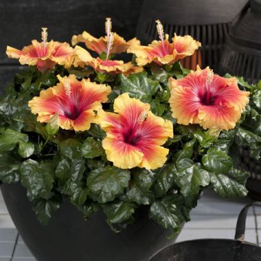 Hibiscus Flamenco™ Apollo