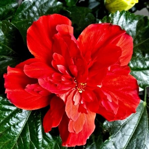 Hibiscus Flamenco™ Medusa - Ladybird Nursery