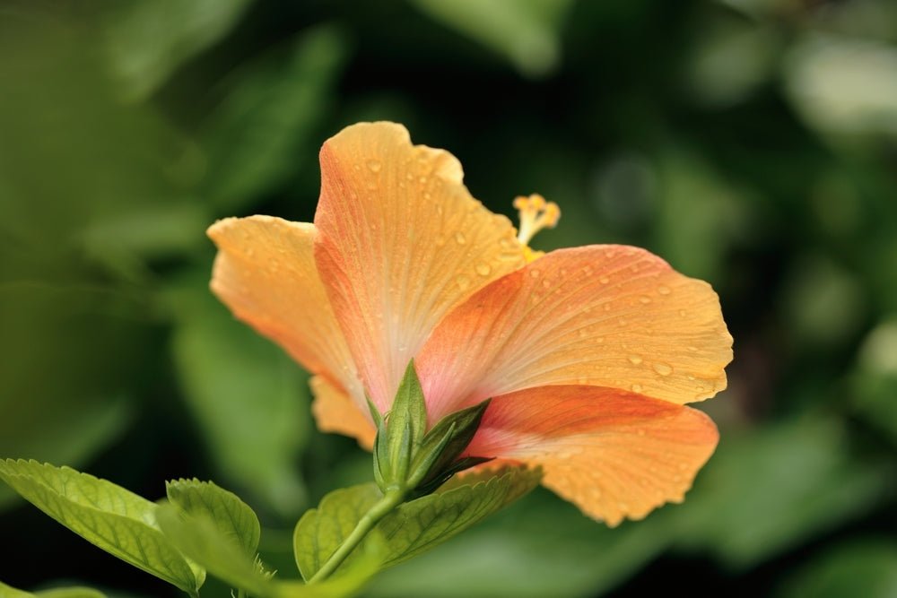 Hibiscus Lollipops - Ladybird Nursery